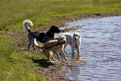 IMG_0999_LR.jpg