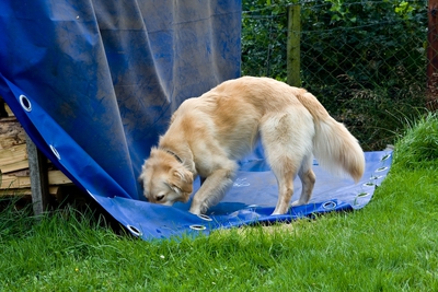 IMG_3018_LR.jpg