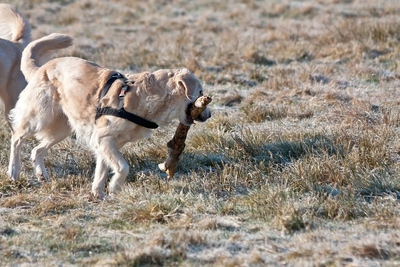 IMG_3645_LR.jpg